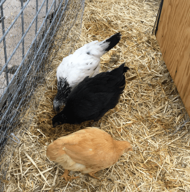 Screen Shot 2017-11-25 at 7.41.13 PM.png